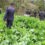 मकवानपुरमा १३० बिघामा लगाइएको अफिम खेती मकवानपुर प्रहरीले नष्ट गर्यो